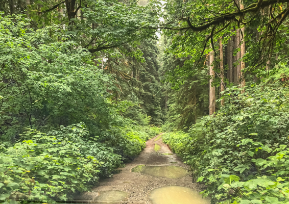 You are currently viewing Forest Bathing: Getting Started