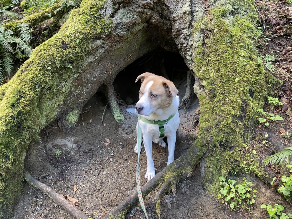 No post would be complete without a shot of my pride and joy, Ajax. Unfortunately he's been unable to go on most of my Mountaineers hikes, but he's getting lots of local birding walks with me.