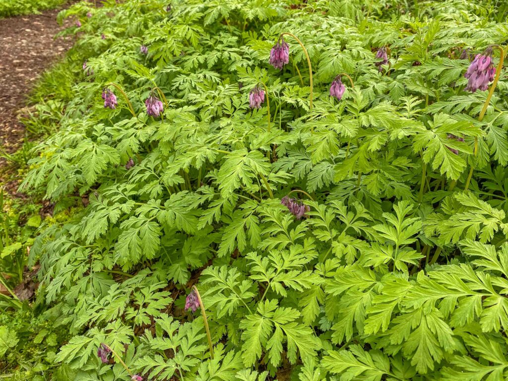 Bleeding hearts are blooming, birds are migrating, the weather is gorgeous. What's stopping YOU from getting outside?