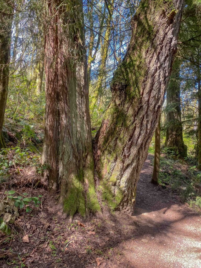 Spotting a Doug fir (right) growing right next to a Western Red Cedar sparks joy. What treasures can you find in nature?