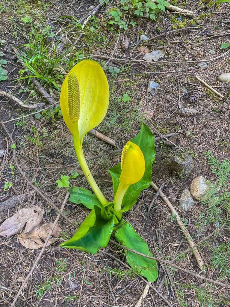 Skunk cabbage would make a great centerpiece -- for your worst enemy! Beautiful but stinky!