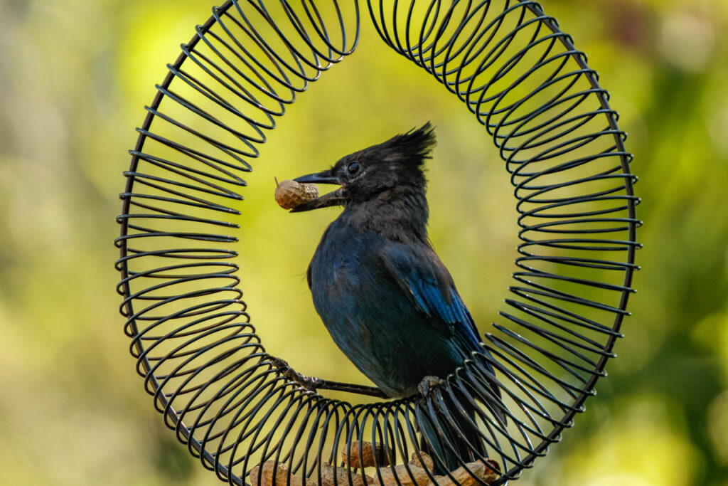 In our backyard wildlife habitat, we have a number of bird feeders, a pond, and nesting boxes. Year-round, we keep peanuts out in a peanut wreath and have a family of Steller's jays that like to hang around.