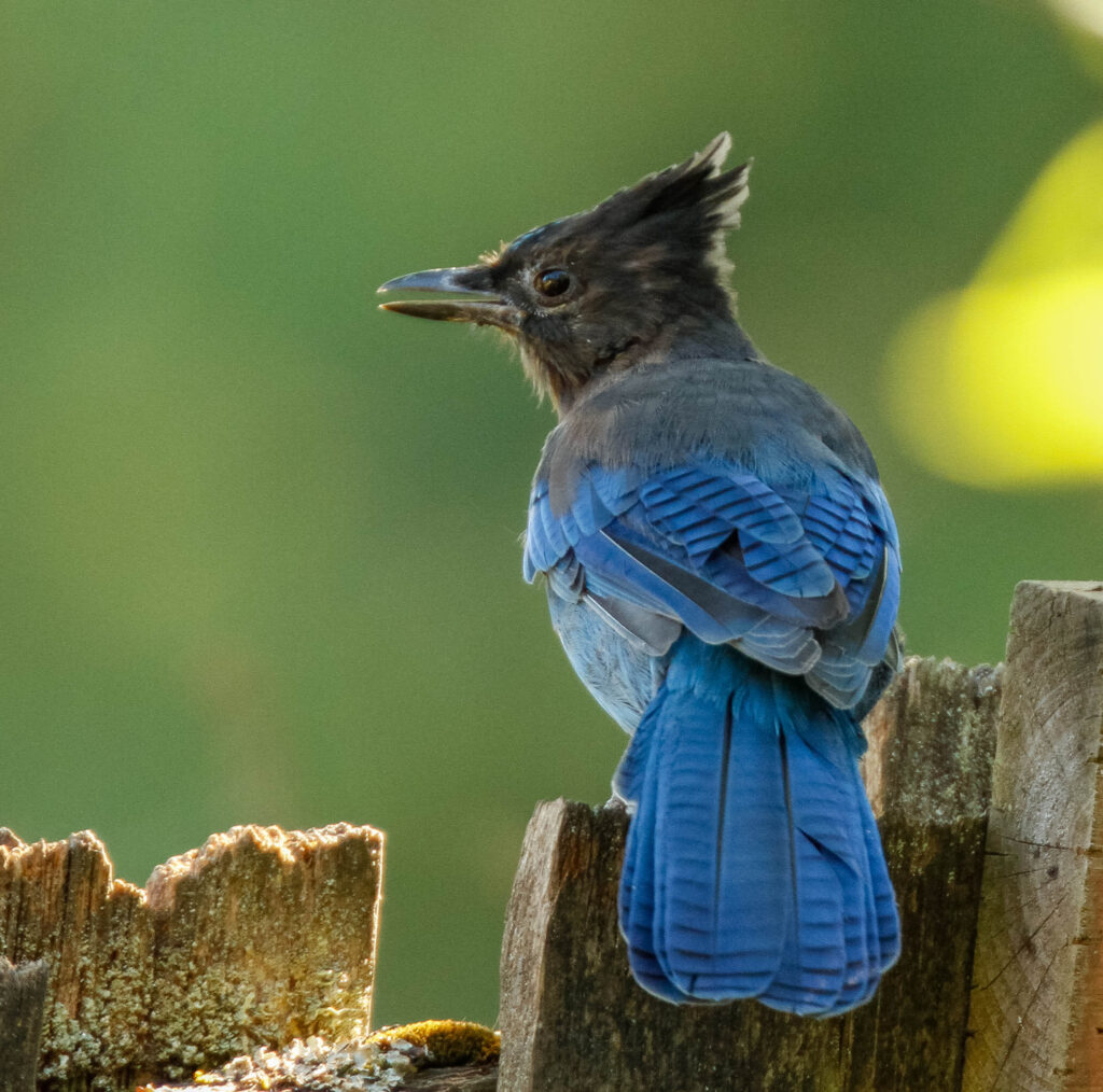 The Steller's Jay, a very intelligent member of the corvid family. Their beautiful dark blue feathers lead non-birders to refer to them as "blue jays," but formal blue jays are east coast birds.