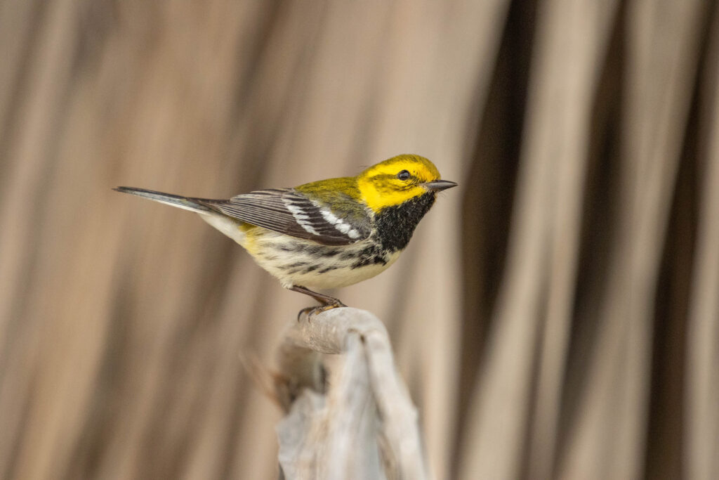 A striking black-throated green warbler on its way north through Texas following storm fall-out, April 2024.