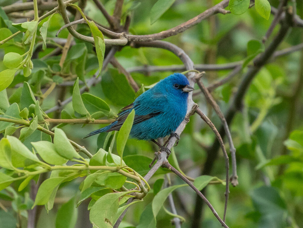 Another lovely blue bird called an Indigo Bunting, which we saw in Texas in April 2024 during spring migration.