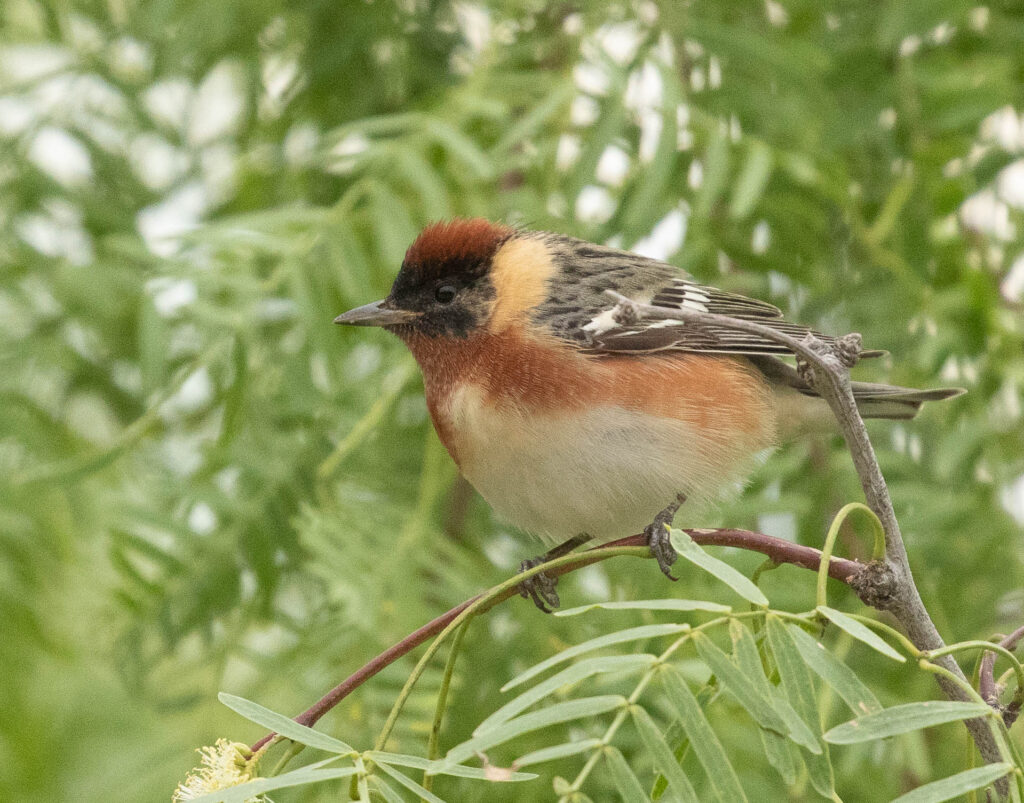 I spotted this coveted bay-breasted warbler while in South Texas in April 2024, causing a "bird jam" as photographers flocked to join me to get photos.