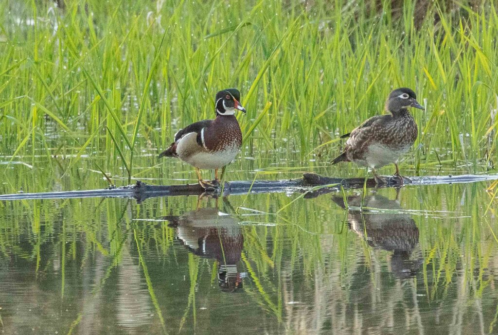 Wood duck (male, left; female, right) at the Nisqually. My practice includes slowing down and going with the flow like the wood duck.