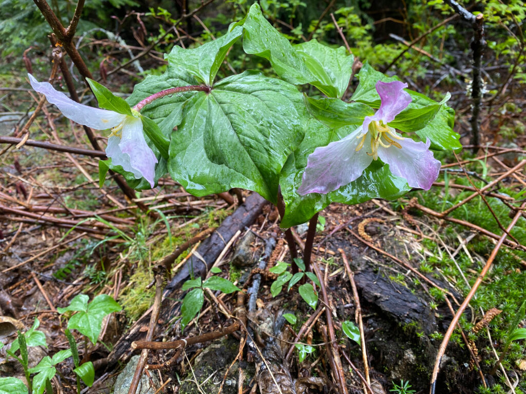 Pollinated trillium on the hike to Granite Lakes. My practice is to shoot gorgeous photos to capture the day, no matter who is with me.