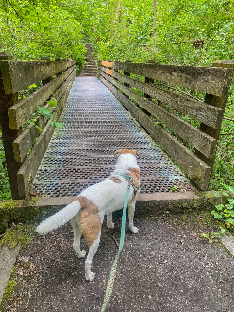 Birding at local Carkeek Park with Ajax. My practice is to keep an eye on him, especially crossing tricky bridges like this.