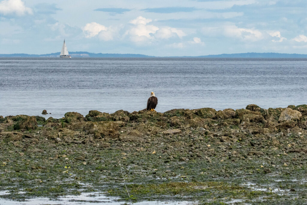 A bald eagle and geoduck sprays on Mother's Day at Discovery Park where my husband and I enjoyed 40 bird species and a good restful outing.