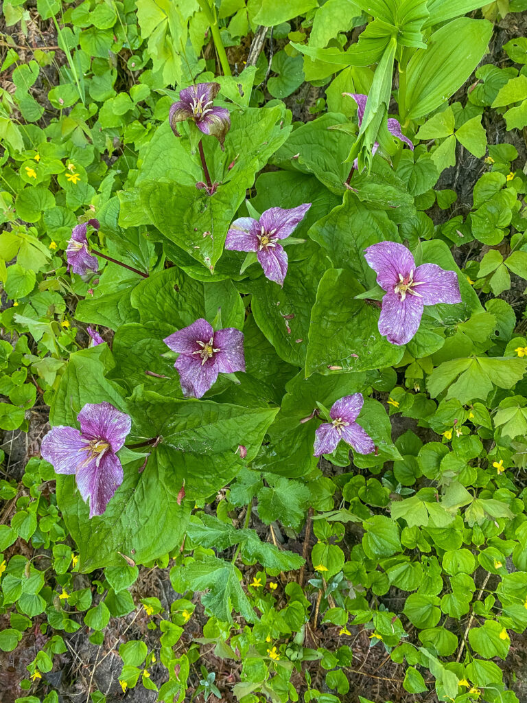 Pollinated trillium on the east side of Pratt Lake Basin. These clusters of beautiful flowers were EVERYWHERE.