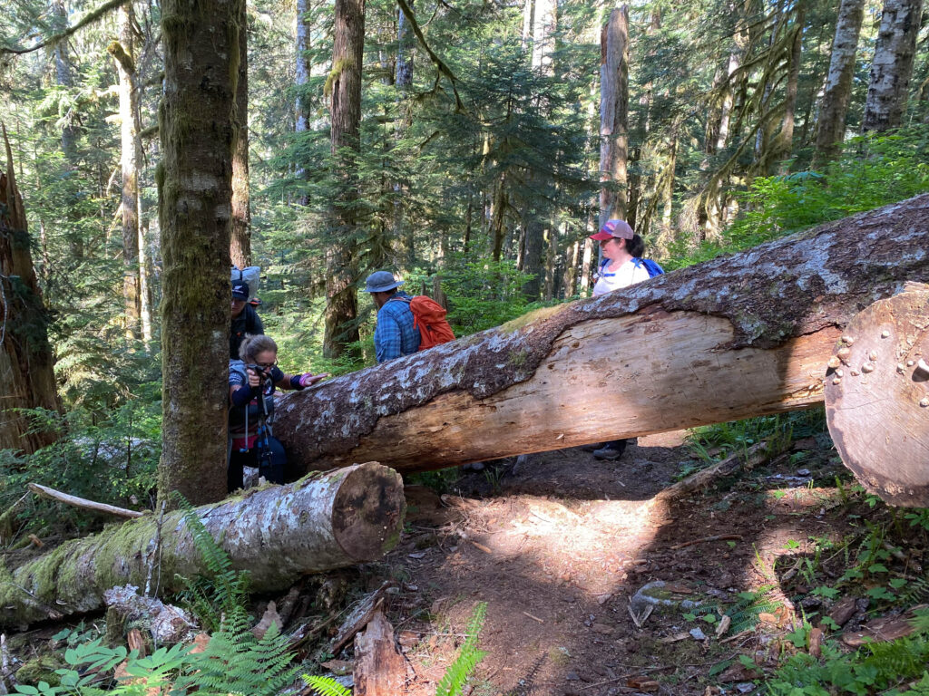 Over-under obstacles on the trail past the junction with Nordrum Lake.