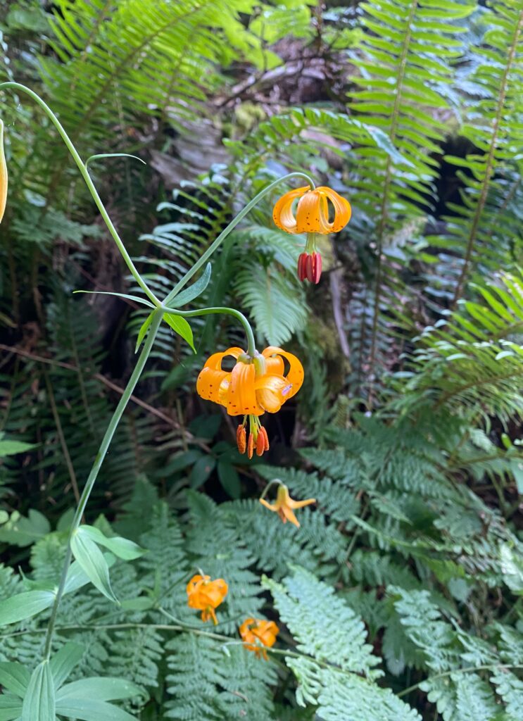 Tiger lilies on our way to Pratt Lake Basin.