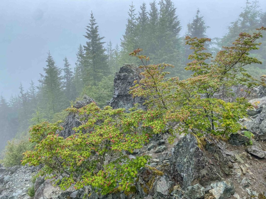 Mt. Si in the fog with maples turning - already - in late June. Were facing dry, dry, dry conditions this summer. Any rain is welcome.