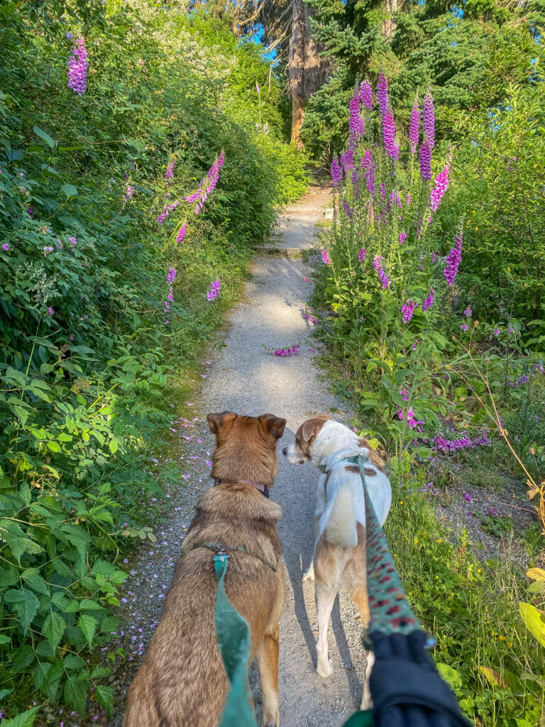 Vulnerable moments: Ajax and Meg enjoy a long neighborhood walk through the foxgloves on nearby Jackson Park Golf Course.