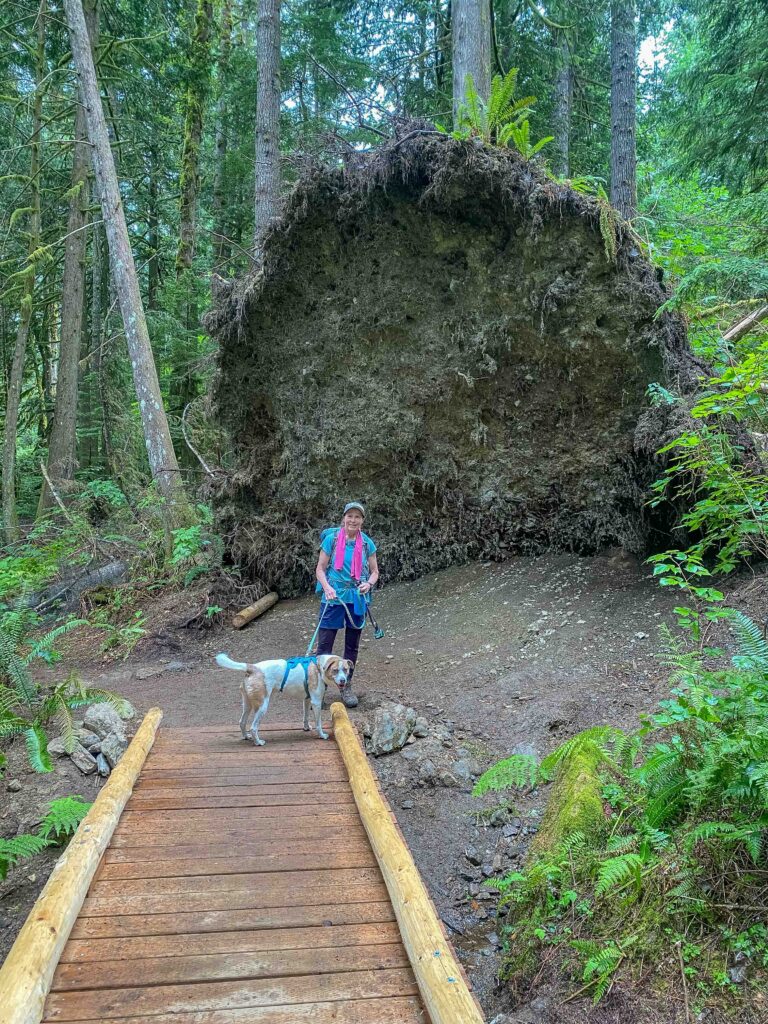 Recent trail maintenance crews put in this new bridge near a huge uprooted tree root ball on the Greg Ball Trail en route to Wallace Lake.