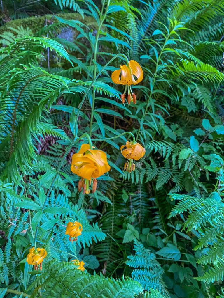 Tiger lilies on the Pratt Lake trail to Rainbow and Island Lakes.