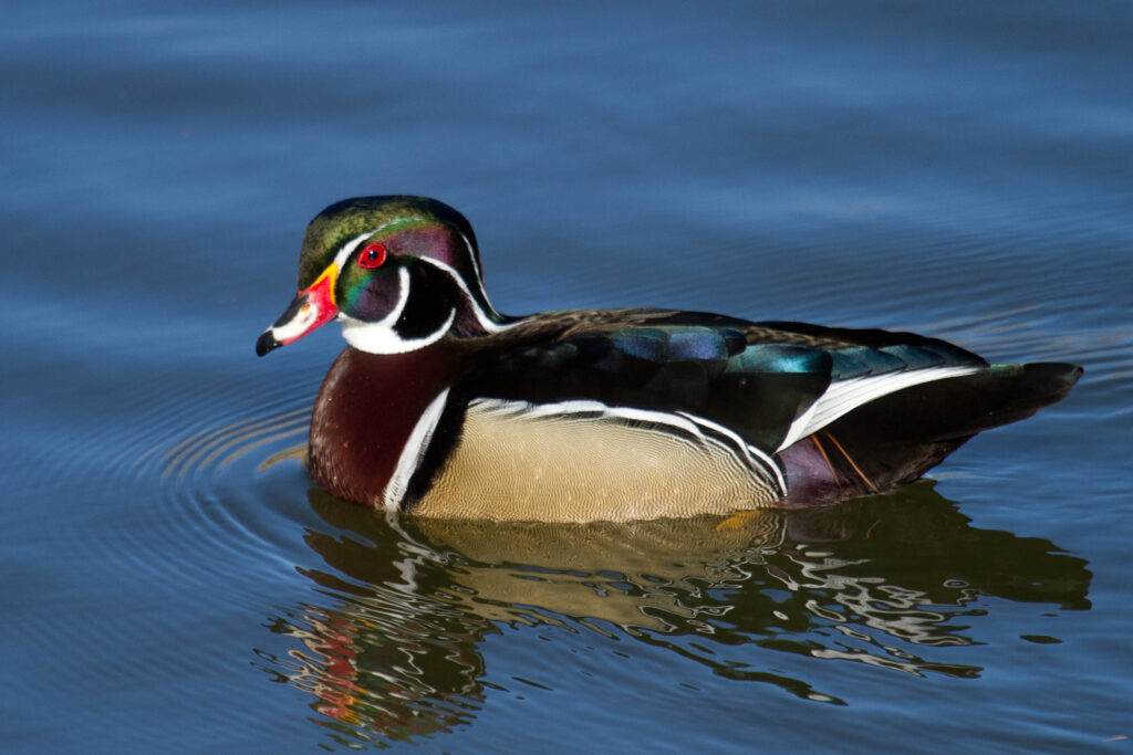 The male wood duck is my personal spirit animal. I channel this image whenever I want to go with the flow and let nature reveal my next steps.