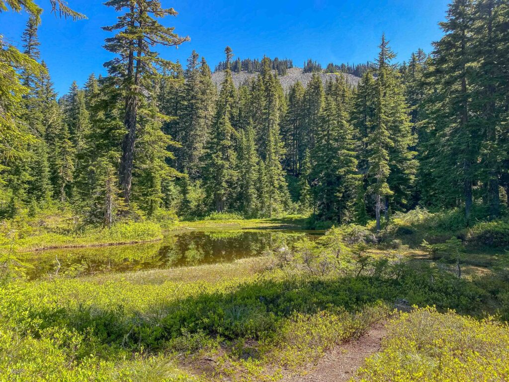 The basin between Rainbow and Island Lakes has lost all of its snow. What remains: Bugs! June 29, 2025