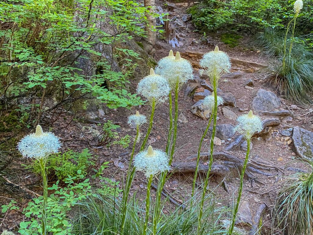 Beautiful blooming beargrass near Annette Lake.