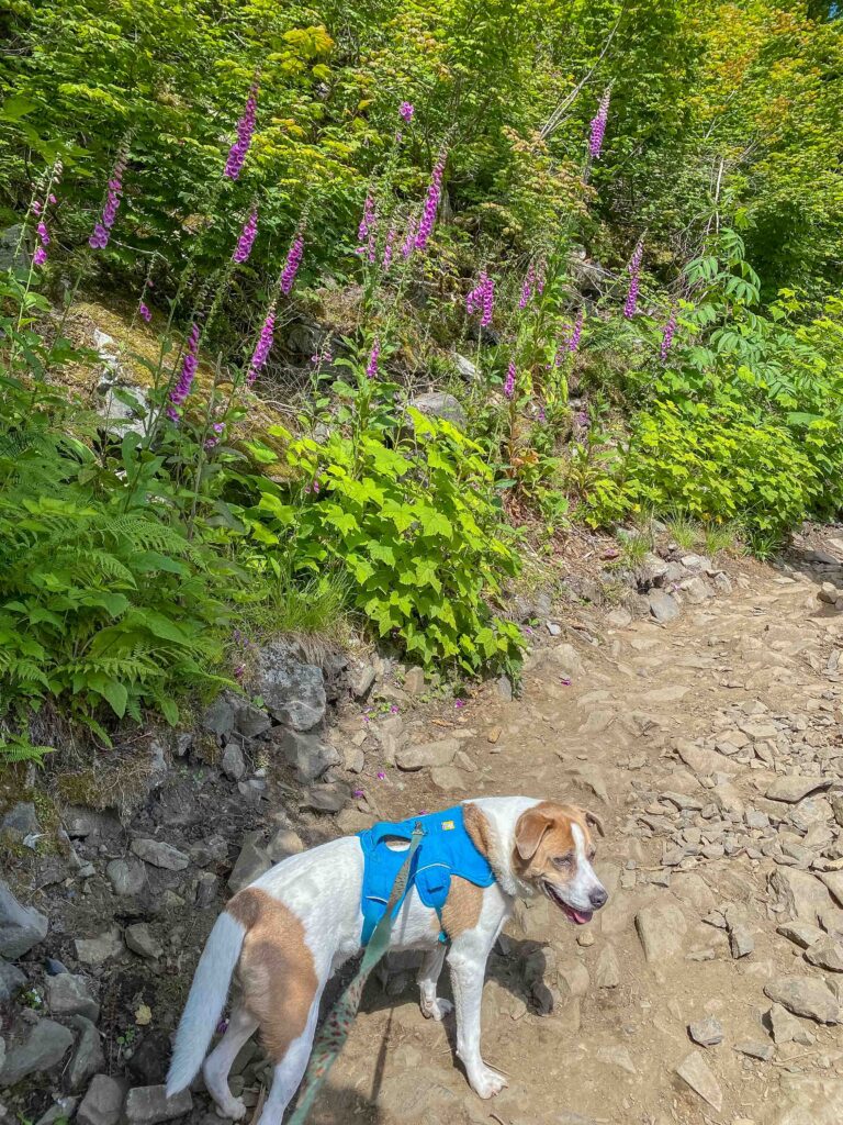 Ajax on the rocky part of the Lake 22 trail with blooming foxgloves and sunshine.