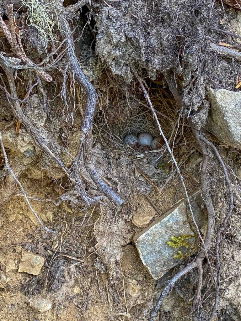 A mama dark-eyed junco darted across the path in front of me. Tracing back to this bank, I located her nest with four eggs.
