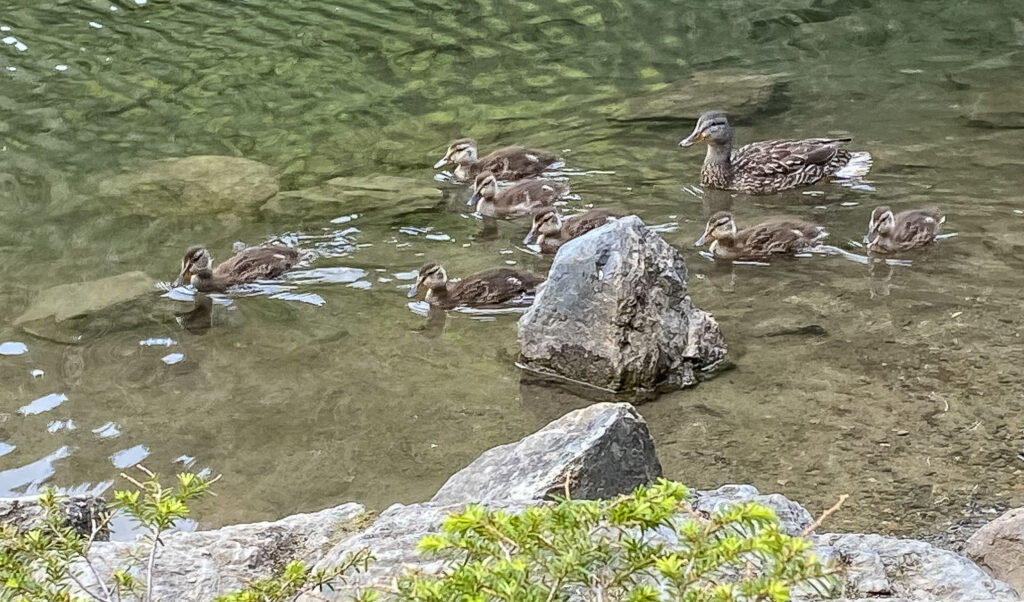 Embracing the magical and beautiful: a mallard family, mama and 7 growing ducklings.
