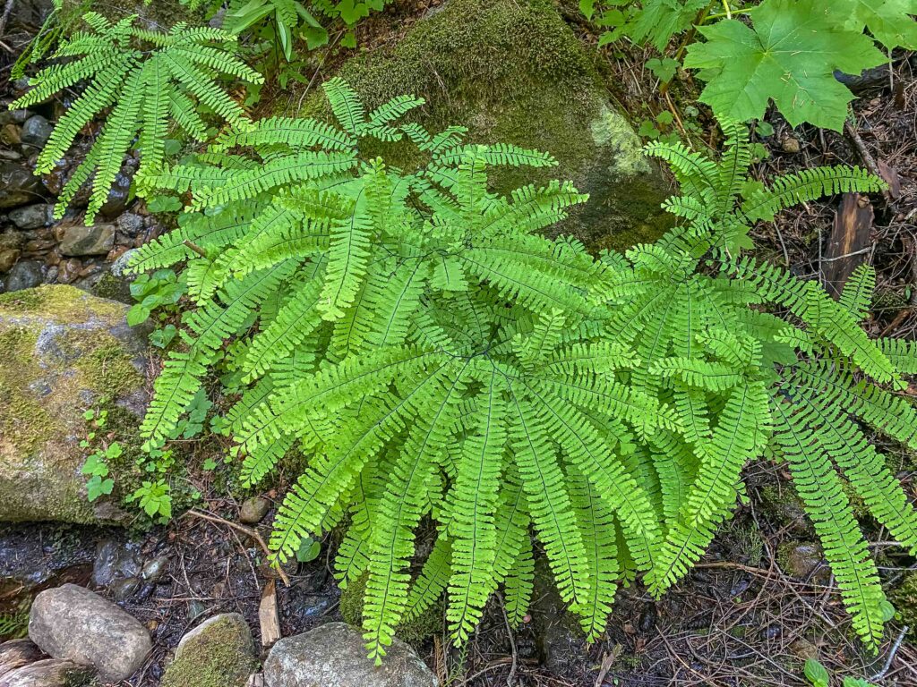 My favorite fern: The maidenhair, a beautiful black-stemmed, delicate fern with a spiral arrangement; they grow in wet areas.