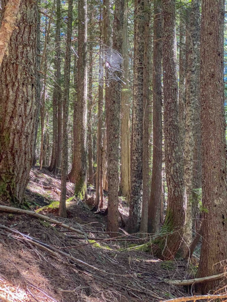 One of my intentions is to capture small moments like this, when the sun illuminated a delicate web high enough we didn't destroy it on the way up.