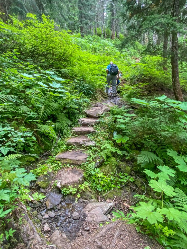 Rock stairs and overgrowth masking a few running rivulets on the Tunnel Creek Trail up to the PCT.