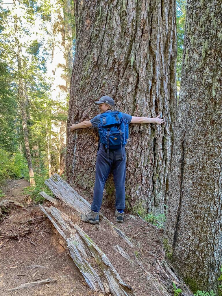 ...or hugging this massive Douglas Fir on the way down as shadows lengthened and temperatures dropped.