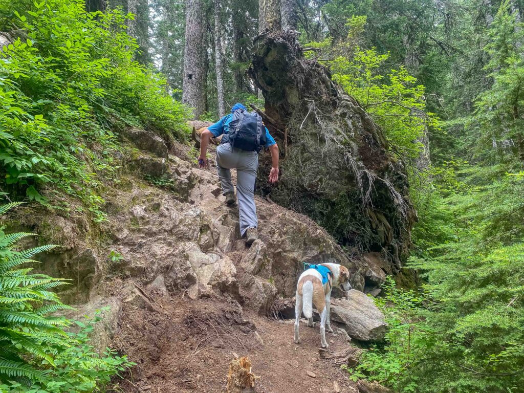 An example of the steep, rooted terrain on the 1.5 miles leading from Tunnel Creek Trailhead to Hope Lake.