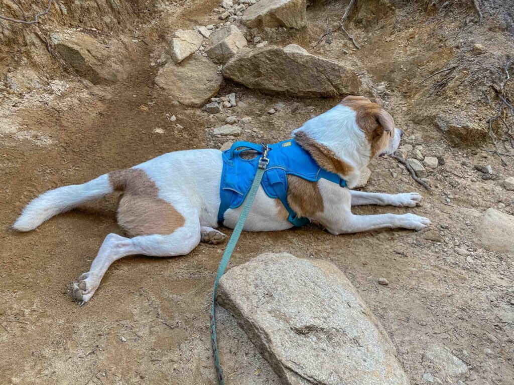 My dog stretched out in the cooler, shaded dirt. He has a fur coat he can never take off; I wear layers to protect my skin from the sun. Neither of us does well in extreme heat.