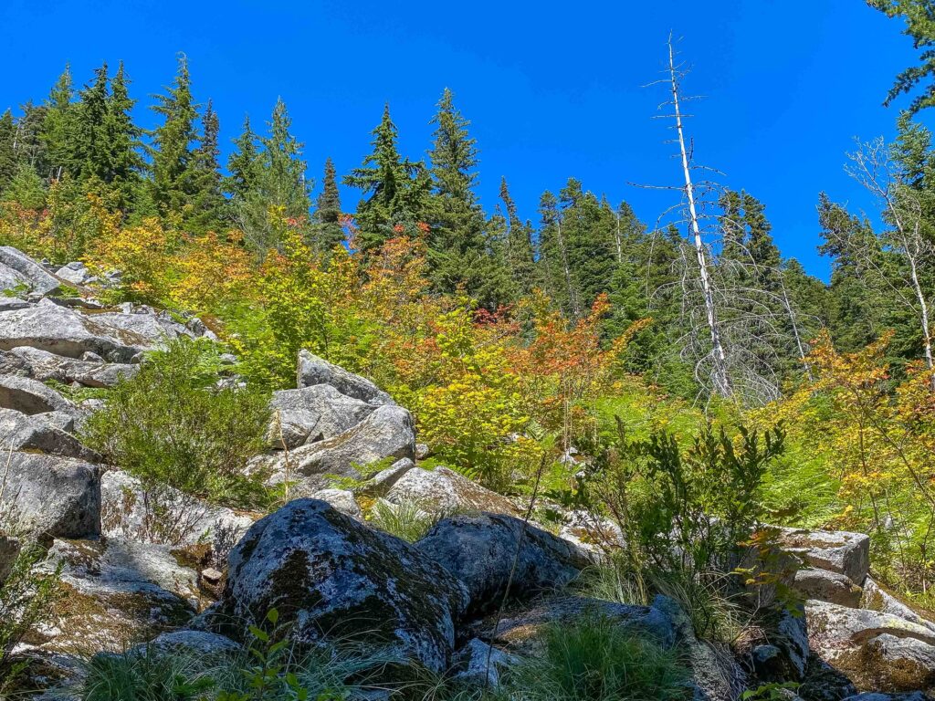 Fall colors are just starting. Another intention I often set is to see what's different in this season. I love autum for its beauty, spring for birdsong, and winter for the muffled quiet. And summer has berries, blue sky, and lakes to swim in.