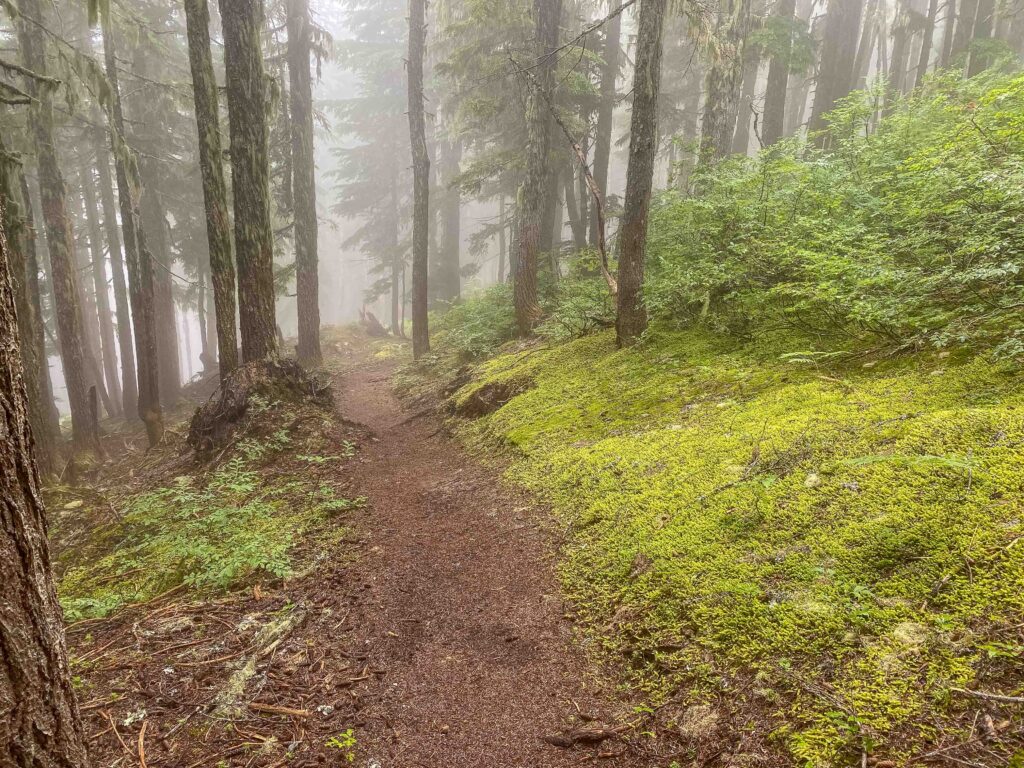 Enjoying the greenery and dew on the foggy wooded ridge trail to the summit of Mt. Teneriffe.