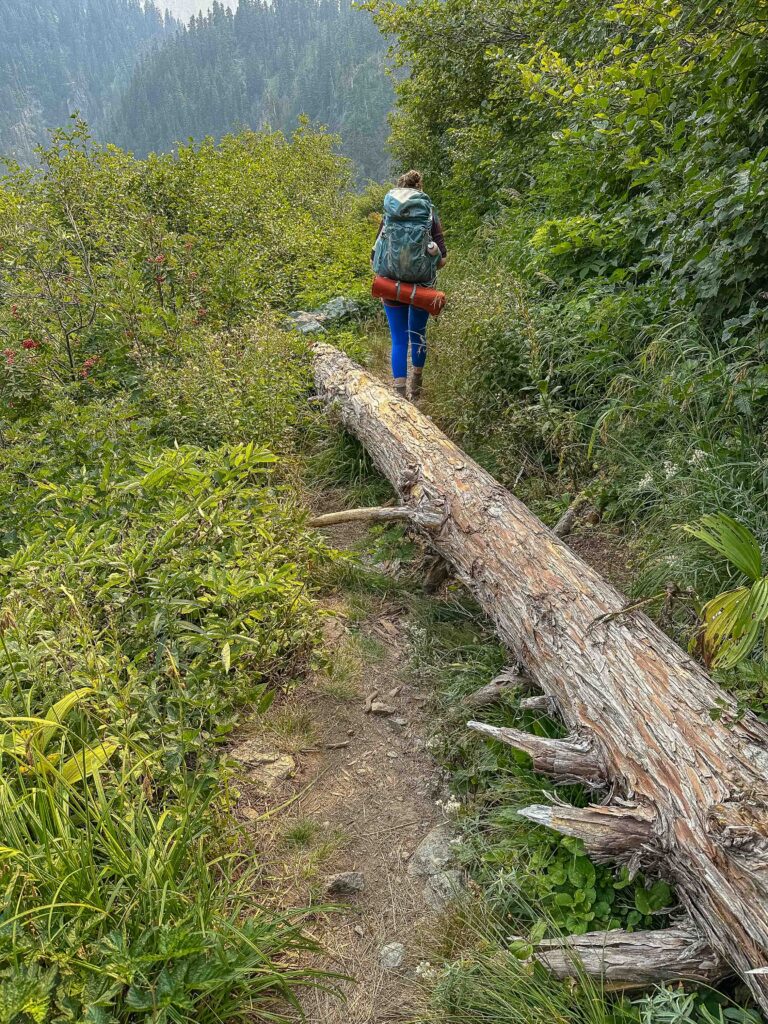 In places the path crosses several large trees and is brushy, but nothing we couldn't handle.