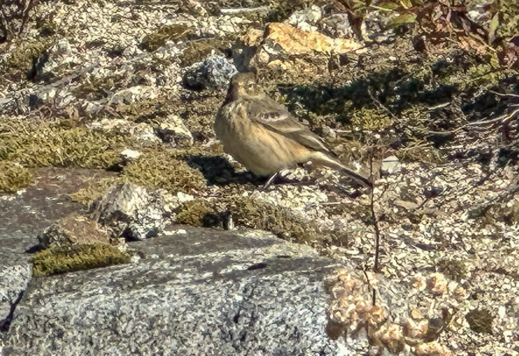 The American pipit, blending in with the granite and mosses. A sure sign that I was on the right track for the day.