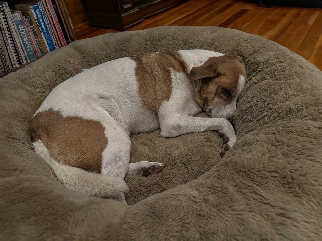 Ajax curled up in Cassidy's "donut bed" at the Coast.