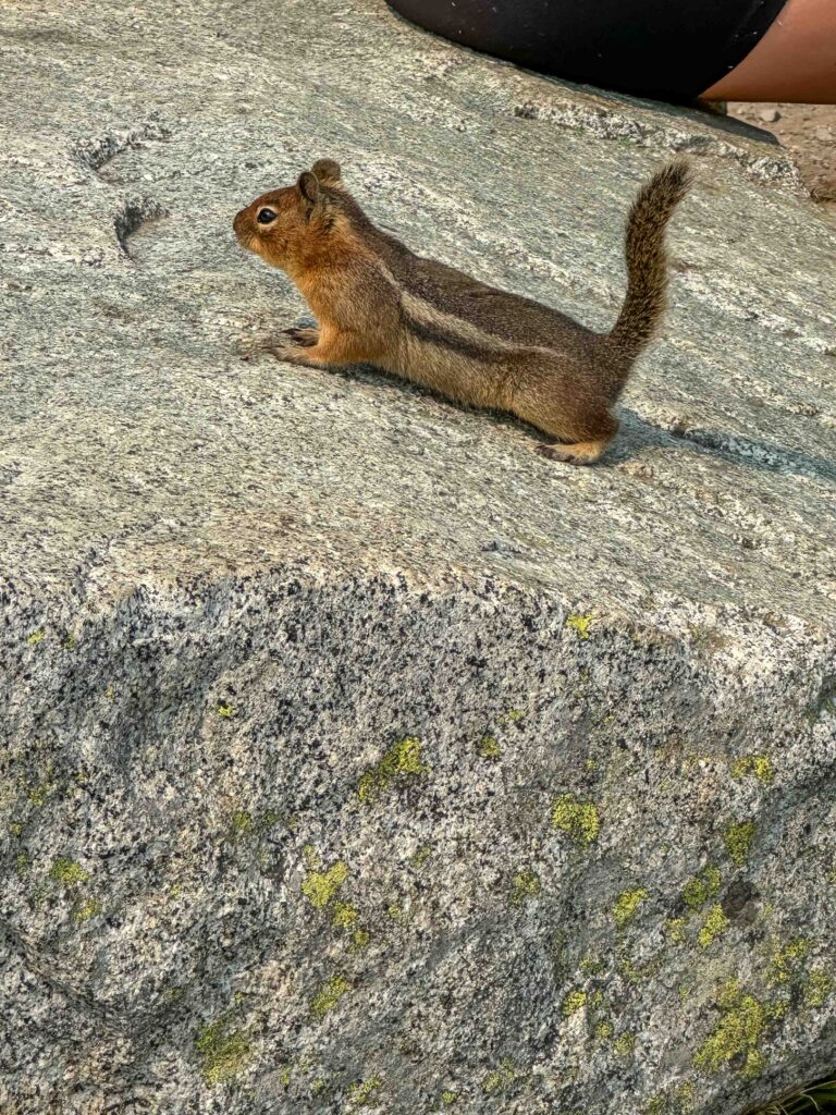 This brave chipmunk was one of several mammals we saw, including pikas and marmots.