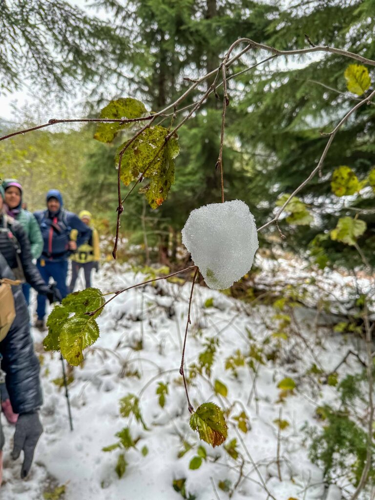 Mother Nature's natural ornamentation