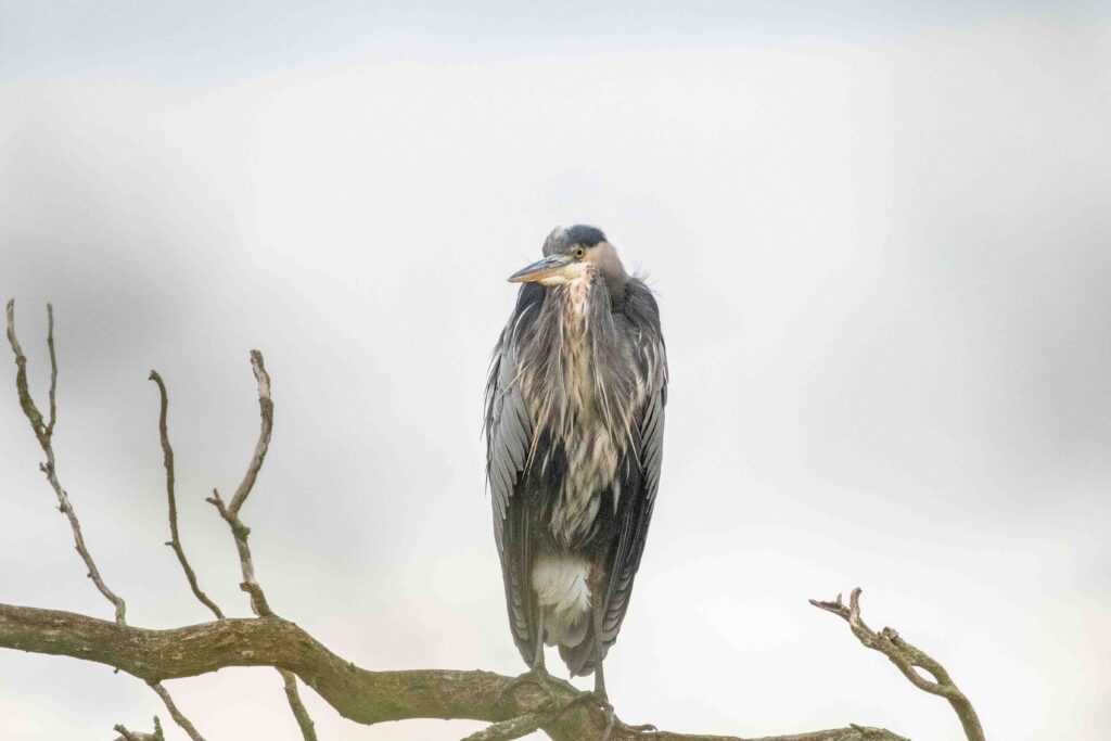 A great blue heron, neck tucked, watching for breakfast at Union Bay/Montlake Fill October 9.