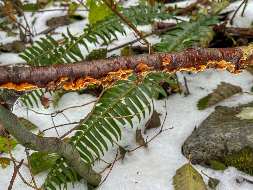 Just doing me: enjoying the beauty and wonder of Mother Nature