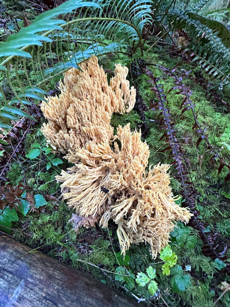 There's nothing wrong with stopping to shoot the mushrooms, listen to birds singing, or gawk at a rainbow. If we can't catch those magical moments, what is life made of?