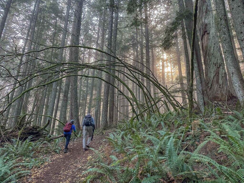Hiking through sun-streaked fog under arching branches on Rattlesnake's Grand Prospect trail on Veteran's Day.