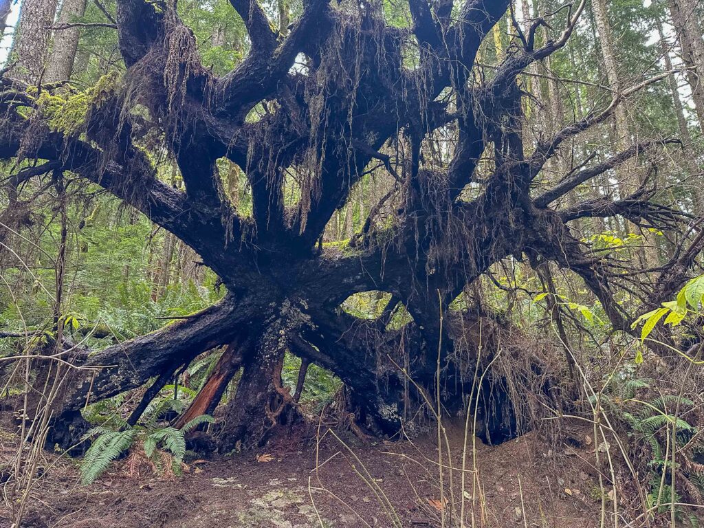 A ghostly, giant root ball on Garfield Ledges trail.