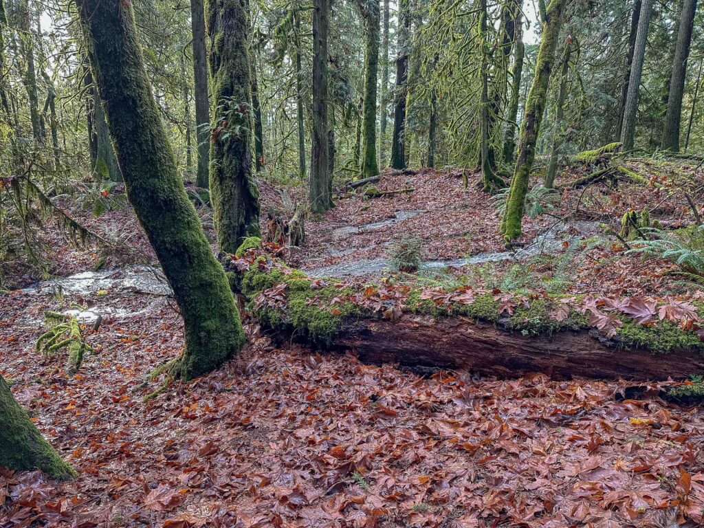 High water table on Squak. These "streams" are flowing freely right through the forest.