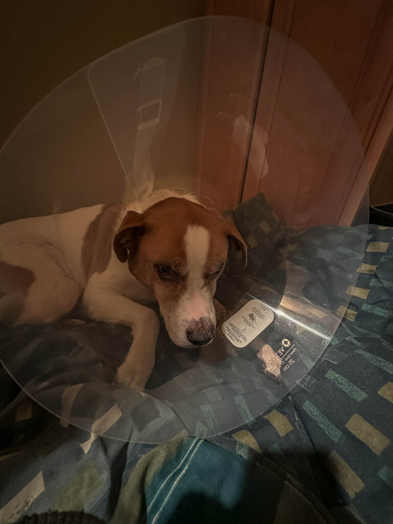 The cone of shame. Ajax was definitely NOT himself the first night. It broke my heart.