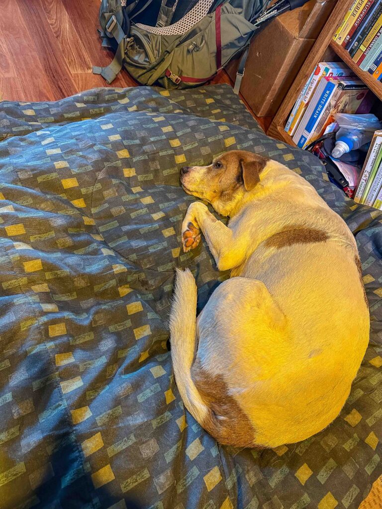 Resting comfortably beside Mama at work, no cone, no donut, just love.