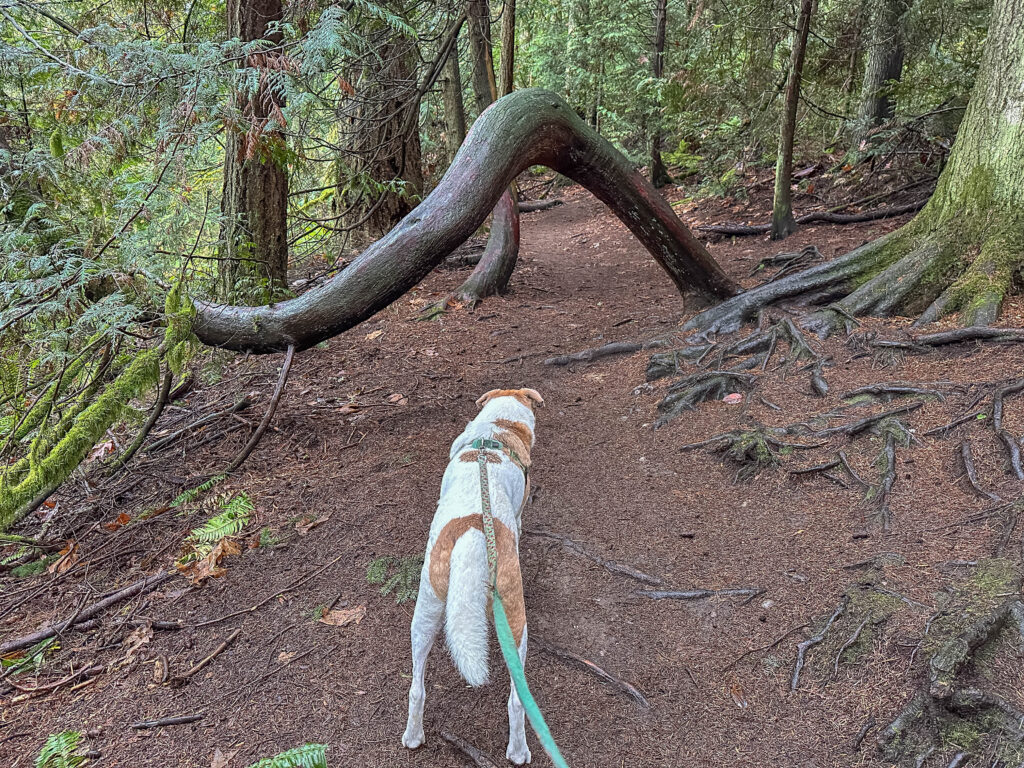 Ajax prepares to go under one of my favorite trees at Boeing - Shoreview park in Shoreline.