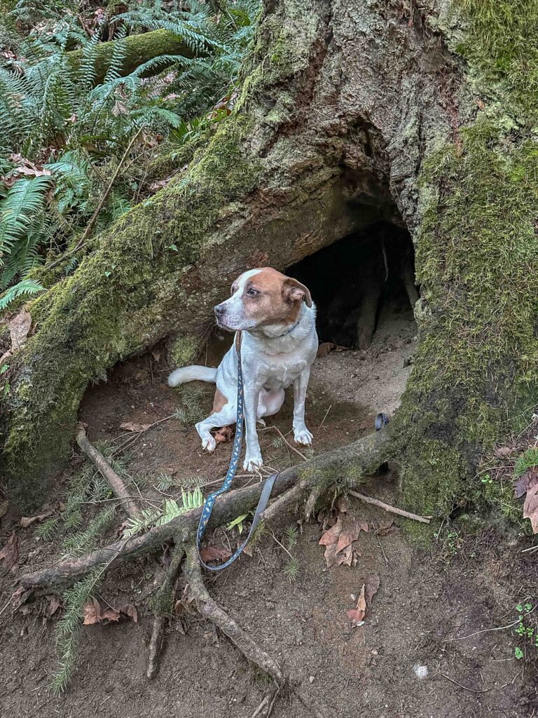 Ajax poses in a cavern beneath a large tree on Saint Edwards State Park's north trail. Even with strangers, he can trust that he'll be okay.